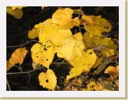 2005-10-28 13-53-16 DeYeuro 78,1mm 1_320_eme F7,1 * 2592 x 1944 * (2.08MB)